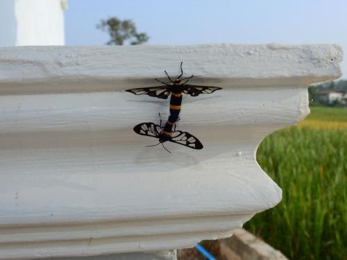 Syntomoides imaon